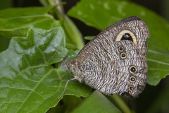 Ypthima horsfieldii humei