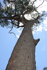 Corymbia trachyphloia