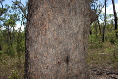 Corymbia trachyphloia