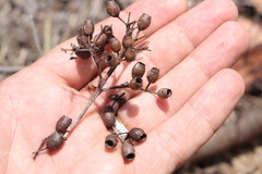 Corymbia trachyphloia