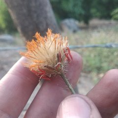 Adenophyllum aurantium