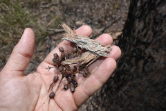 Corymbia trachyphloia