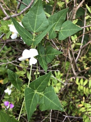 Dipogon lignosus