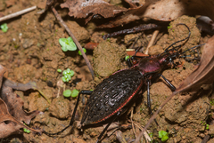 Carabus nankotaizanus