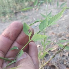 Adenophyllum aurantium