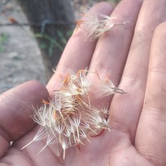 Adenophyllum aurantium