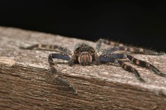 Heteropoda lunula