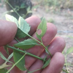 Adenophyllum aurantium