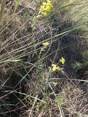 Erysimum flavum altaicum