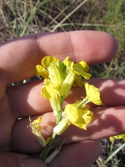 Erysimum flavum altaicum