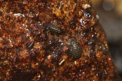 Sphaeroma papillae