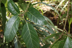 Ficus adenosperma