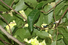 Ficus adenosperma