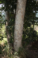 Ficus adenosperma