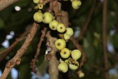 Ficus adenosperma