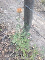 Adenophyllum aurantium