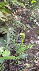Pterostylis auriculata