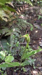 Pterostylis auriculata