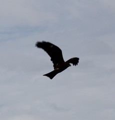 Milvus migrans lineatus