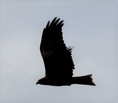 Milvus migrans lineatus