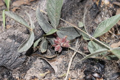 Flemingia parviflora