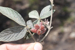Flemingia parviflora