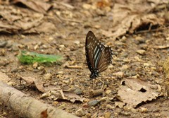 Graphium macareus