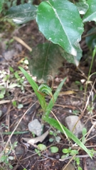 Pterostylis auriculata