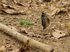Graphium macareus