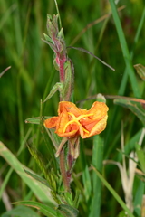 Oenothera stricta stricta