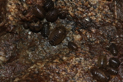 Sphaeroma papillae