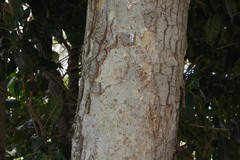 Ficus adenosperma