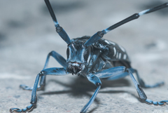 Anoplophora macularia
