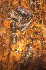 Sphaeroma papillae