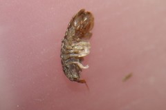 Jaera albifrons