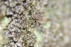 Telmatogeton japonicus
