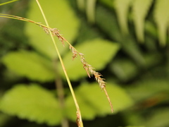 Carex brunnea