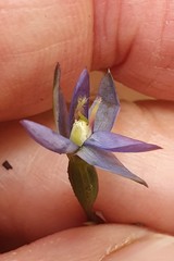 Thelymitra formosa