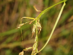 Carex brunnea