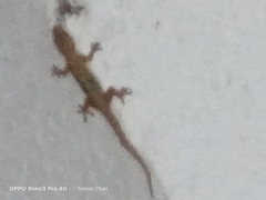 Hemidactylus platyurus