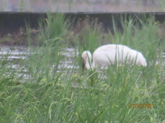 Leucogeranus leucogeranus