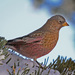 Brown-capped Rosy-Finch - Photo (c) Jerry Oldenettel, some rights reserved (CC BY-NC-SA)