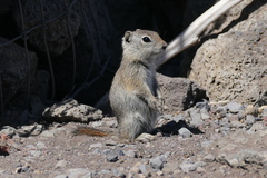 Urocitellus beldingi