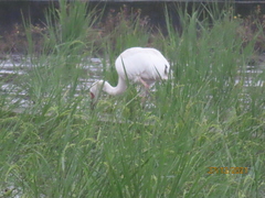 Leucogeranus leucogeranus