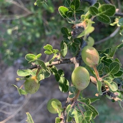 Commiphora angolensis