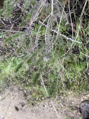 Linanthus californicus
