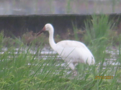 Leucogeranus leucogeranus