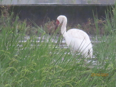 Leucogeranus leucogeranus