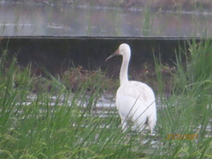 Leucogeranus leucogeranus