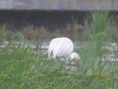 Leucogeranus leucogeranus